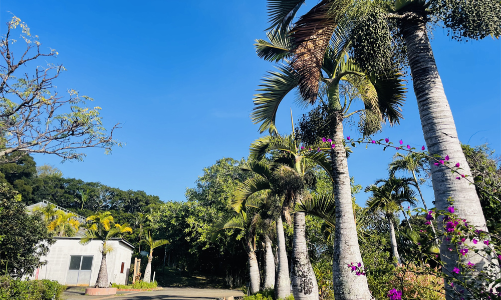 亜熱帯農業センター